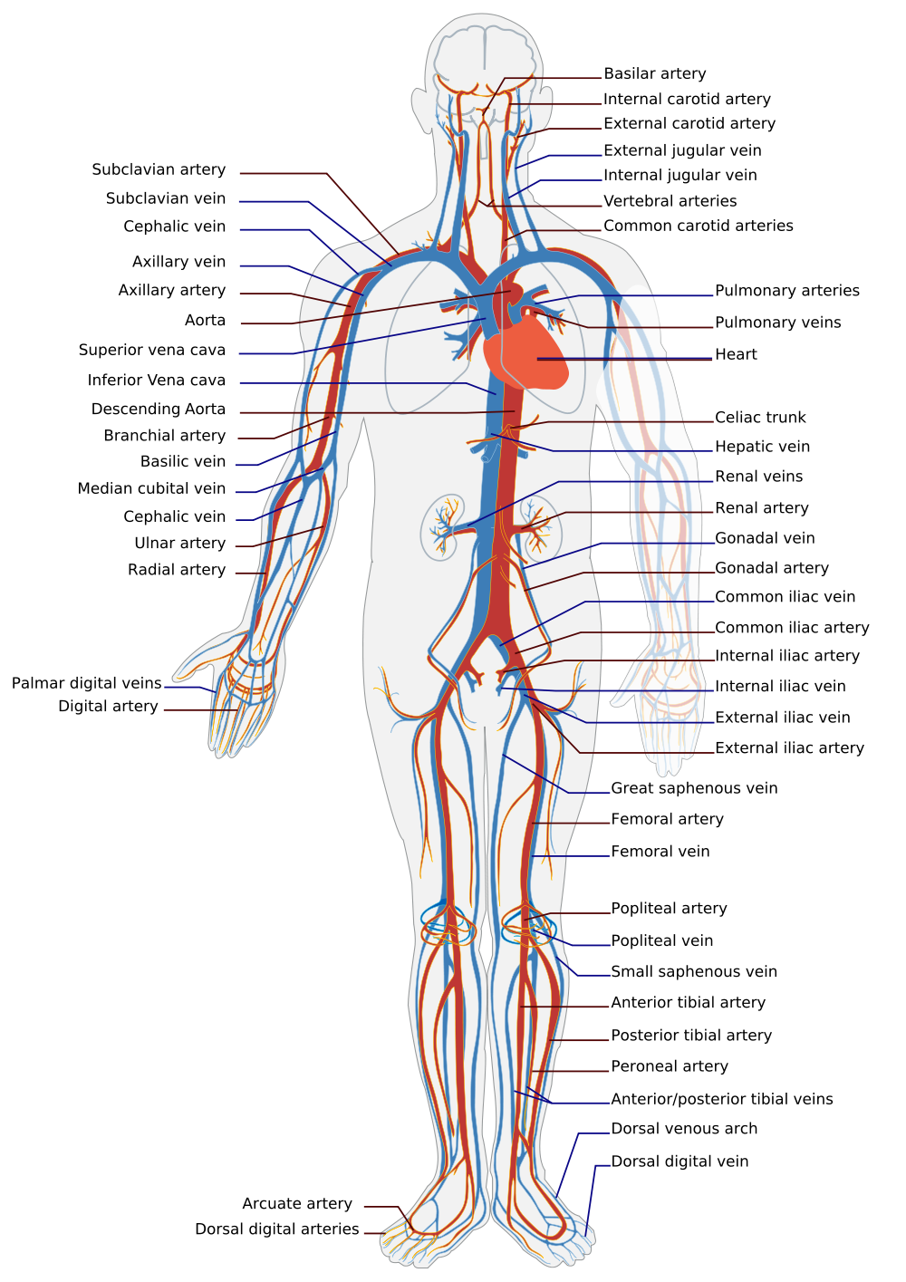 Performance Vein Institute of Los Alamitos: Chronic Venous